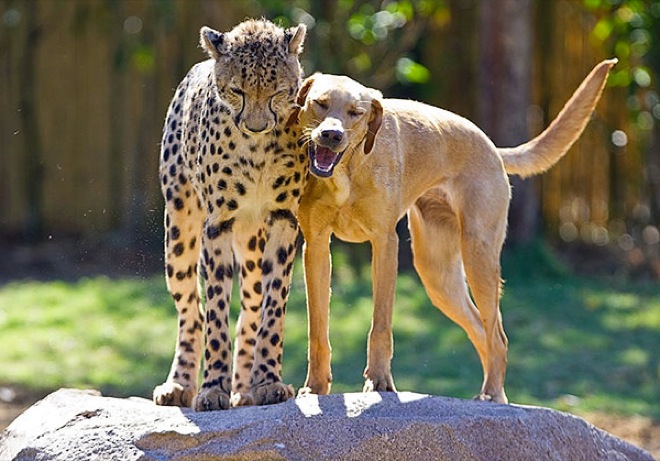 unlikely-animal-friendships-43