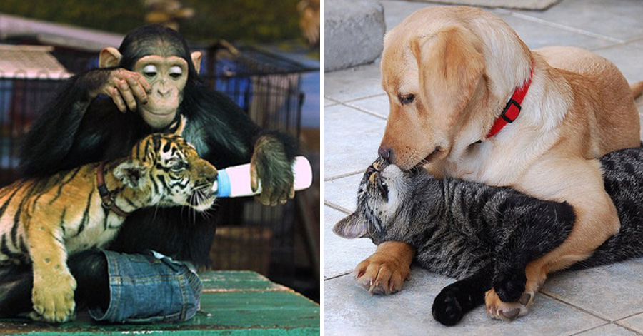 36 unlikely animal friendships showing us that differences don't matter. #3  made my entire year!