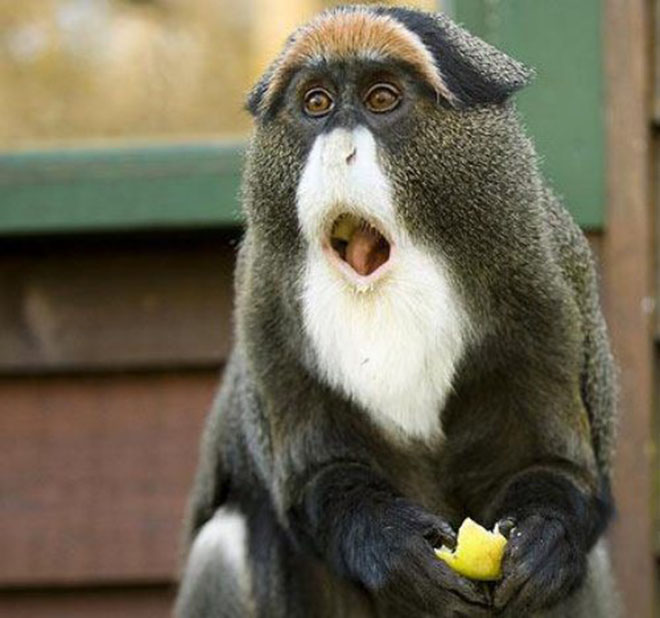 23-hilarious-photos-of-surprised-animals-7
