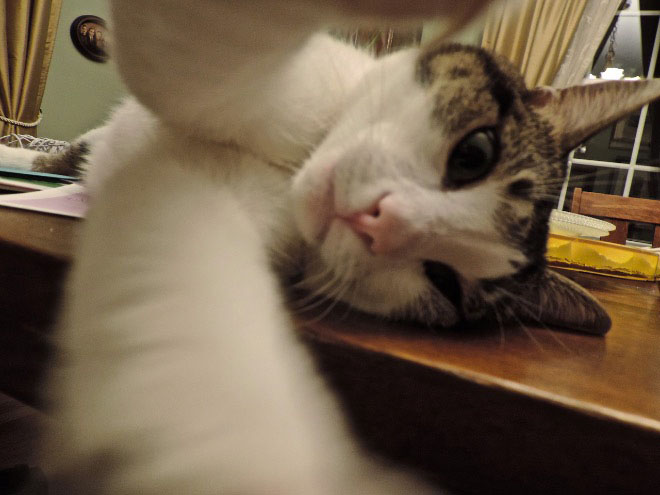 cats-taking-selfies-17