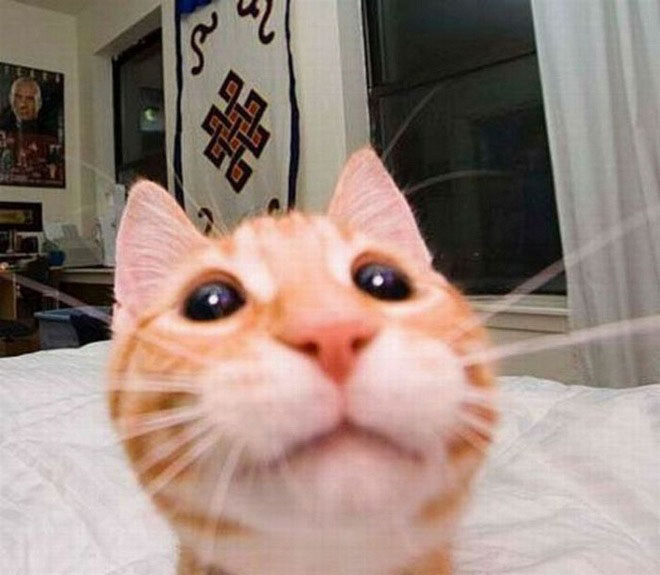 cats-taking-selfies-20