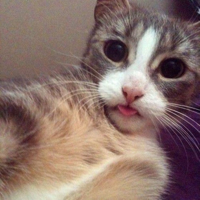 cats-taking-selfies-7
