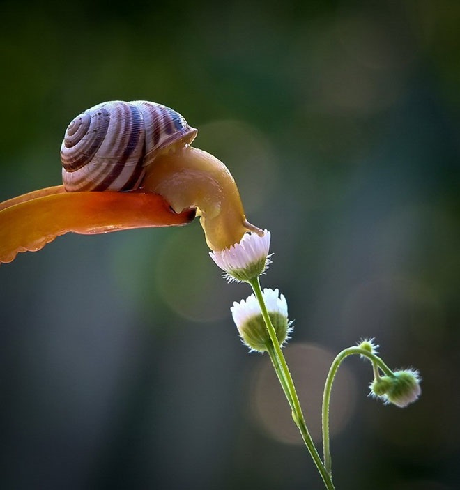 magical-photos-of-snails-13