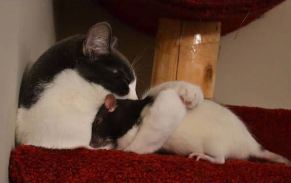 cats-being-friends-with-mice-11