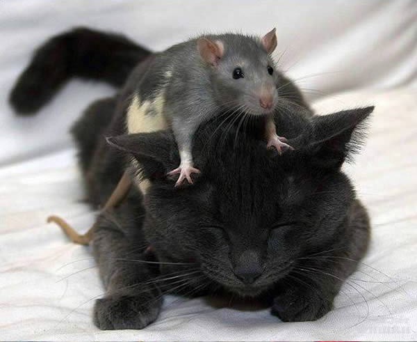 cats-being-friends-with-mice-3