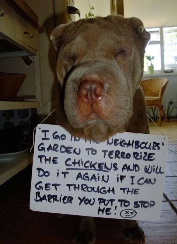 31 guilty dogs that would do it again if they could
