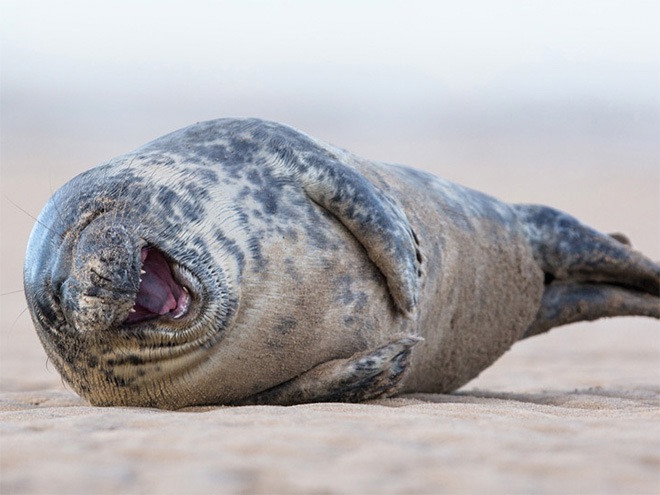 laughing-seals-1