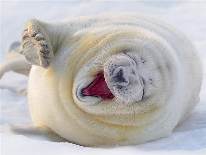 laughing-seals-4