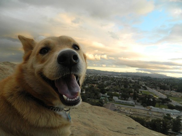 32 Insanely Happy Animals That Just Can't Stop Smiling. #14 Made My Day So  Much Better!