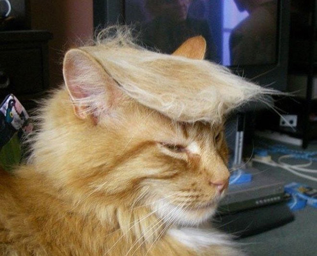 cat-hairstyle-1