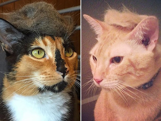 cat-hairstyle-12