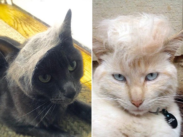 cat-hairstyle-16