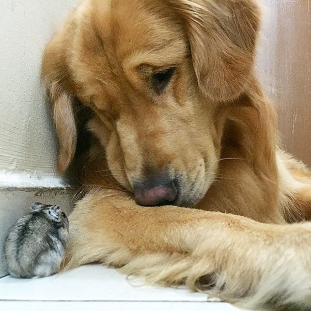 This Dog Has Grown Up With 1 Hamster and 8 Bird Friends. They Are Now The Most  Unusual Pals Ever