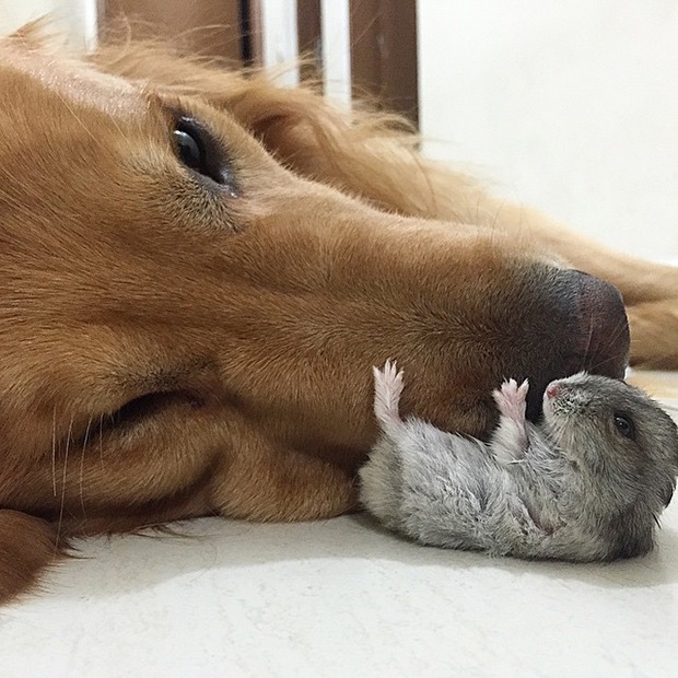 This Dog Has Grown Up With 1 Hamster and 8 Bird Friends. They Are Now The Most  Unusual Pals Ever