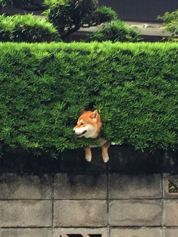 This Shiba Inu stuck in a bush will teach you a funny lesson