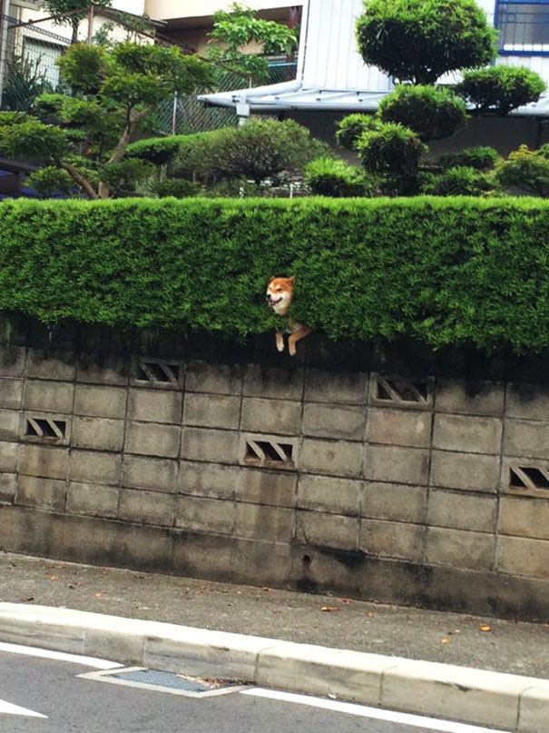 This Shiba Inu stuck in a bush will teach you a funny lesson