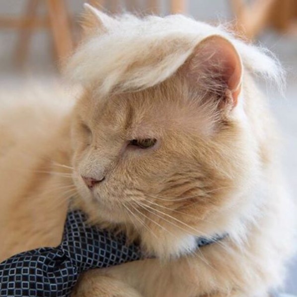 18 Hilarious Photos Of Cats Looking Like Donald Trump. #5 Is Just Purrfect, LOL!