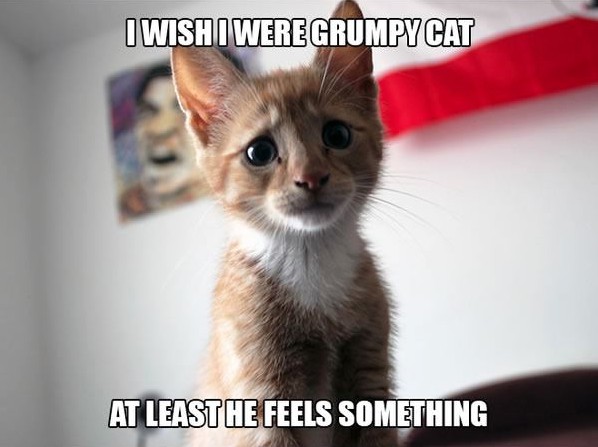 18 Hilarious Struggles Only First World Cats Will Understand. #7 Killed Me!