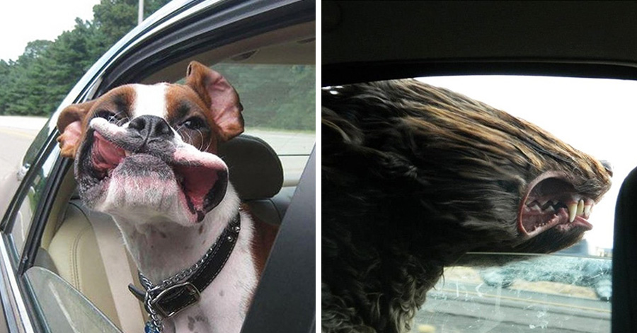 20 Funny Dogs Enjoying Car Rides More Than Anything Else In The World