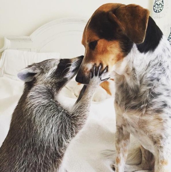 Orphaned Raccoon Raised By A Family With Dogs Thinks She's One Of Them, Too