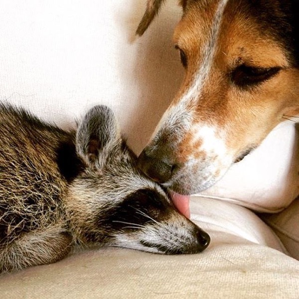Orphaned Raccoon Raised By A Family With Dogs Thinks She's One Of Them, Too