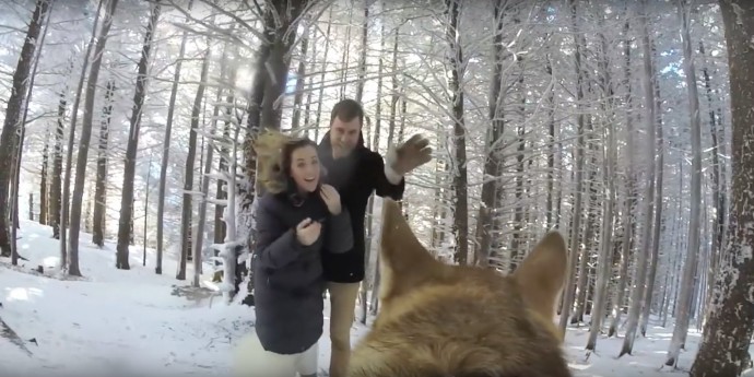 Couple Let Their Dog Film Their Snowy Wedding Day And The Result Was Magical