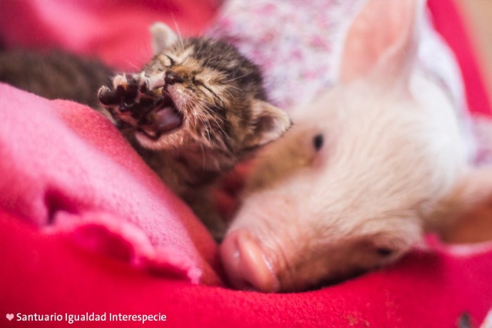 Piglet Saved From Slaughter Becomes Best Friends With Rescue Kitten And Now They're Inseparable