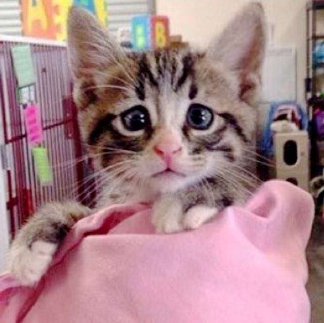 This Is Bum, The Kitten Born With Forever Worried Eyes Who Already Stole The Internet's Heart