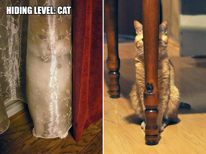 16 Hilarious Photos Proving That Cats Think Different. #8 Is Just Brilliant.