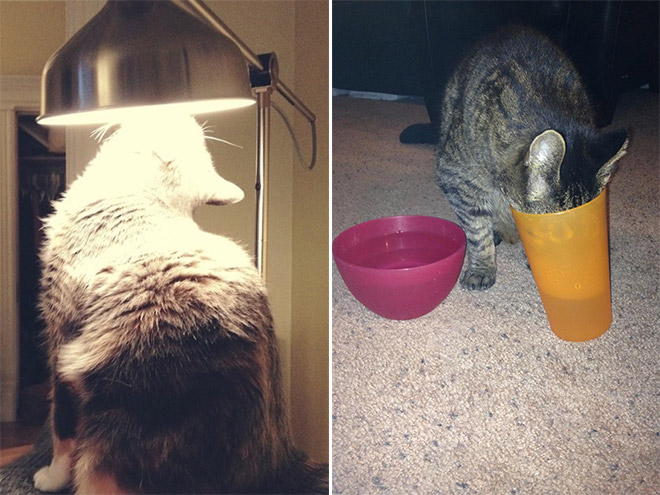 16 Hilarious Photos Proving That Cats Think Different. #8 Is Just Brilliant.