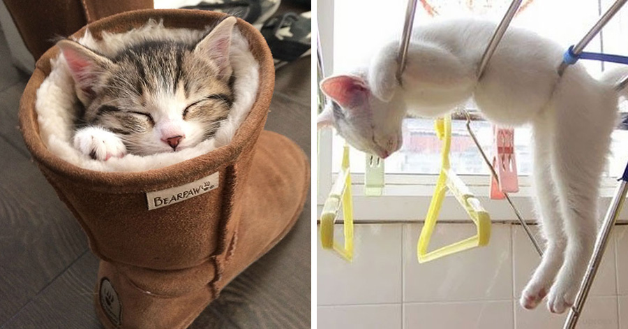 cats sleeping in weird places