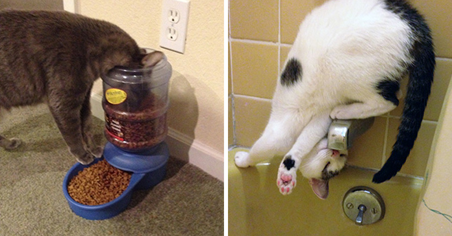 16 Hilarious Photos Proving That Cats Think Different