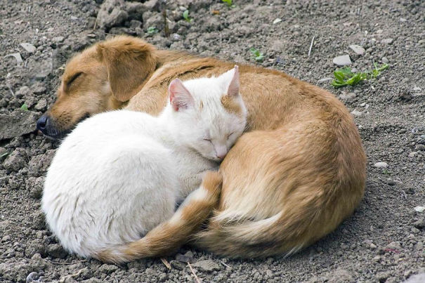 25 Cats Shamelessly Using Their Dog Friends As Pillows. #8 Made My Day.