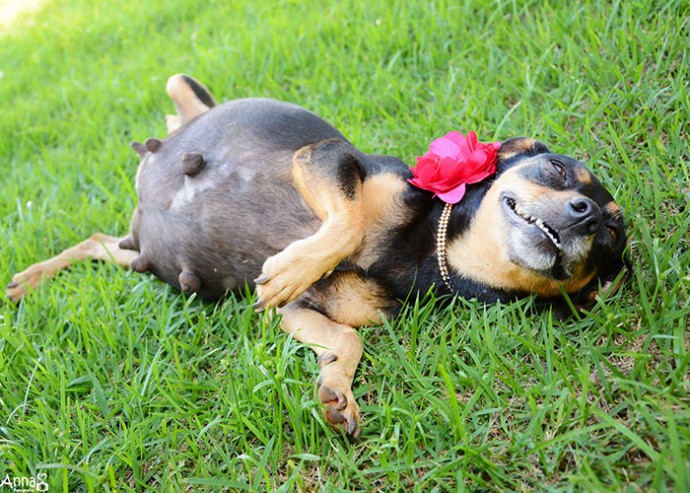 Photographer Takes Pictures Of Pregnant Dog In The Cutest Maternity Photoshoot Ever
