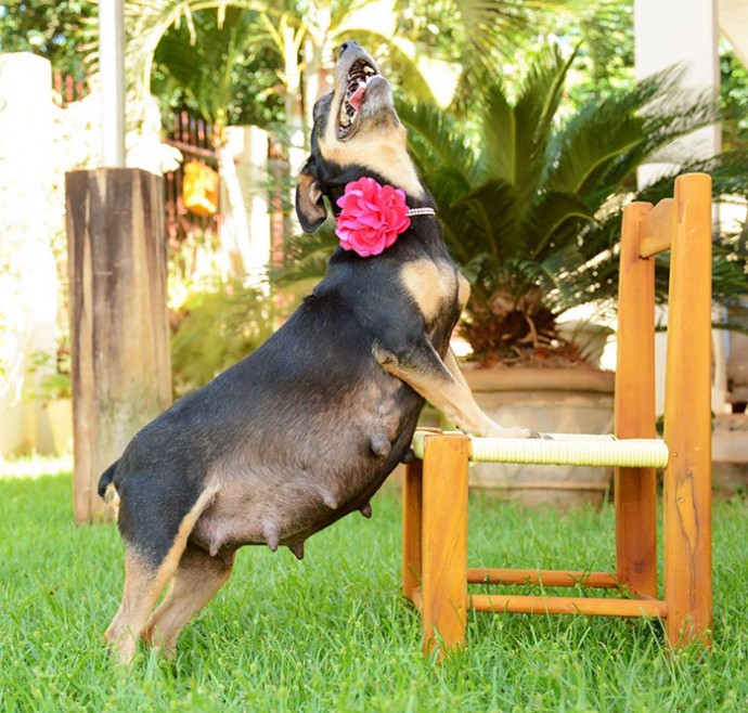 Photographer Takes Pictures Of Pregnant Dog In The Cutest Maternity Photoshoot Ever