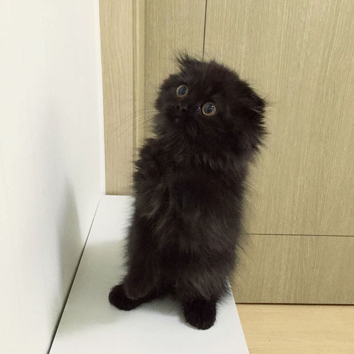 This is Gimo, The Cat With Unbelievably Cute Big Eyes The Internet Has Fallen In Love With