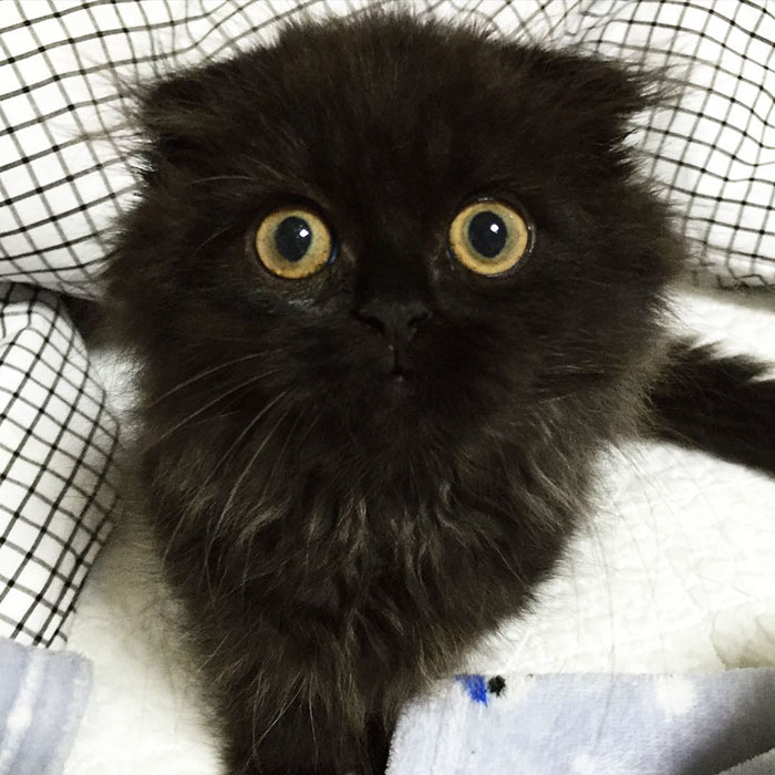 This is Gimo, The Cat With Unbelievably Cute Big Eyes The Internet Has Fallen In Love With
