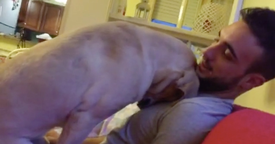 This Guilty Dog Desperately Asking His Human For Forgiveness Is The Cutest Thing On The Internet