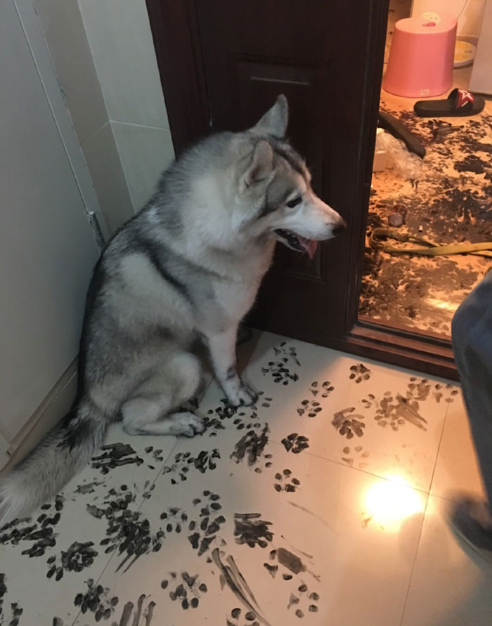 They Left Their Husky Alone For 3 Hours, Unaware He Had Knack For Interior Design