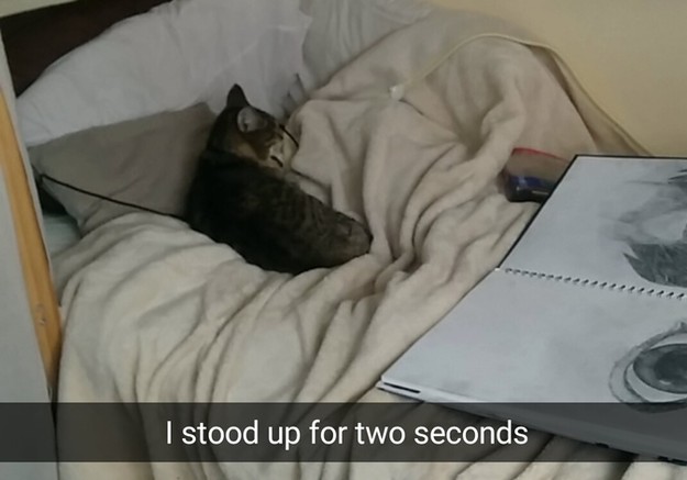 26 Things That Will Only Happen To Cat Owners