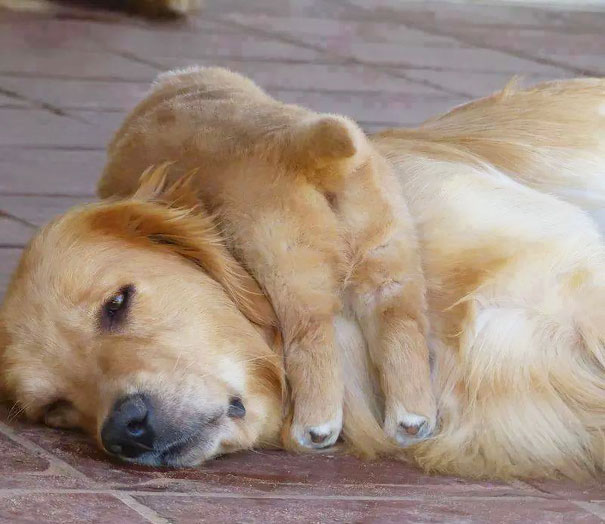 16 Animal Pictures That Perfectly Depicts What It's Like To Be A Parent. #9 Is The Best Ever.