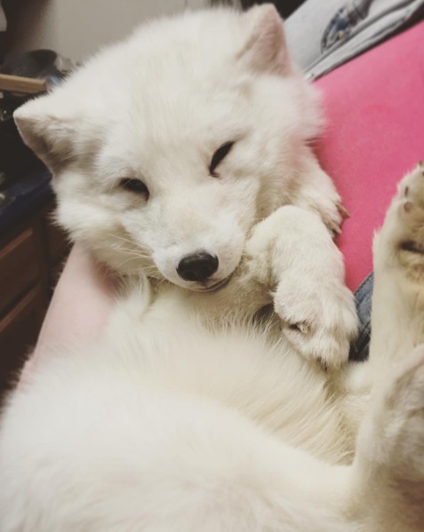 This Cute Pet Arctic Fox Laughs In The Funniest Way Ever, And You Really Have To See It!