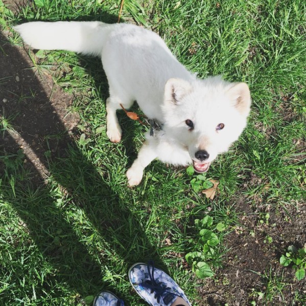 This Cute Pet Arctic Fox Laughs In The Funniest Way Ever, And You Really Have To See It!
