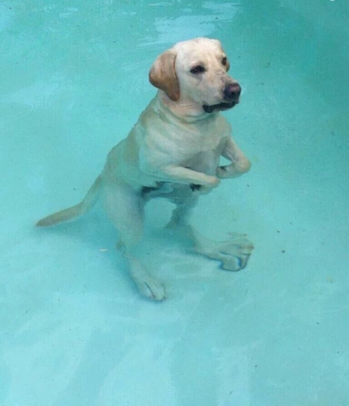 15 Funny Photos Of Dogs Standing Awkwardly. The Last One Is The Best Ever.