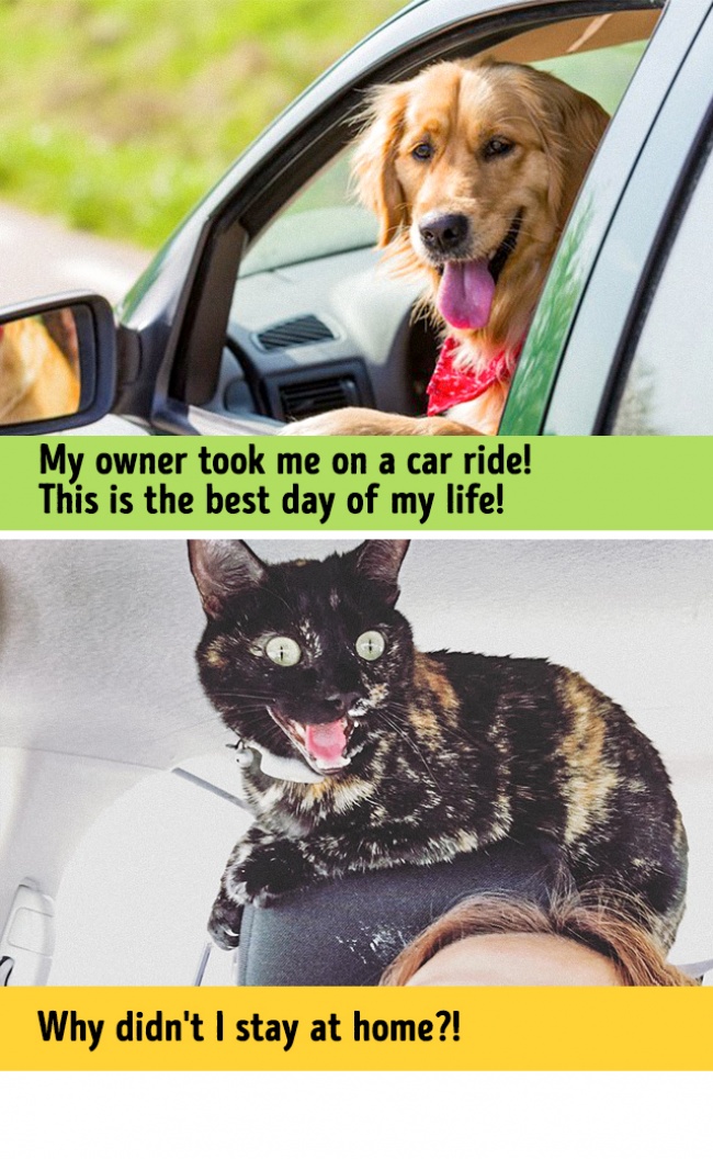 13 Photos Proving That Dogs And Cats Come From Two Totally Different Worlds