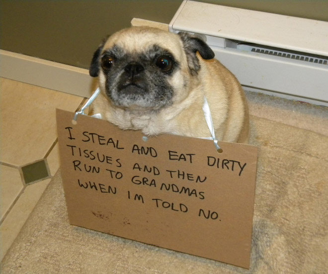 15 Guilty Pugs Being Shamed For Their Pug Crimes