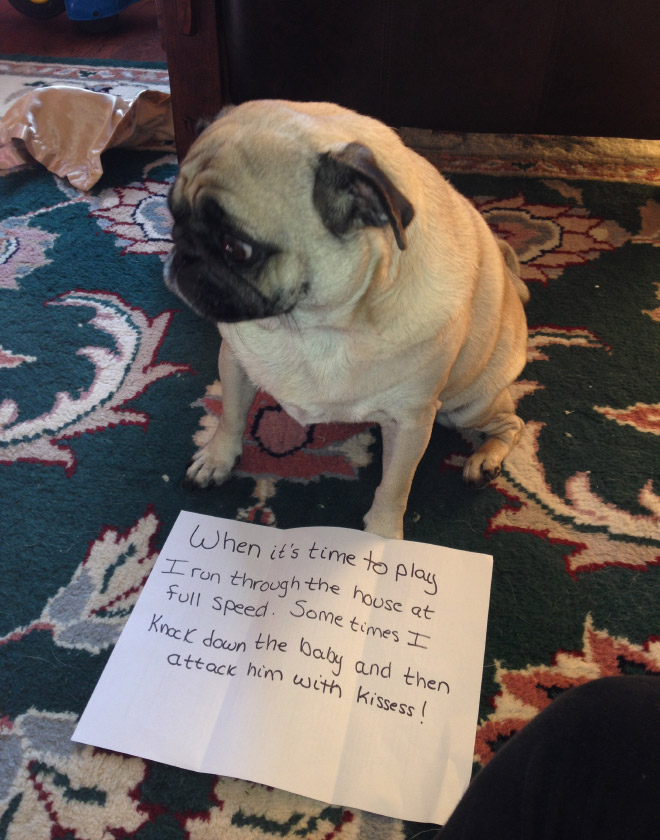 15 Guilty Pugs Being Shamed For Their Pug Crimes
