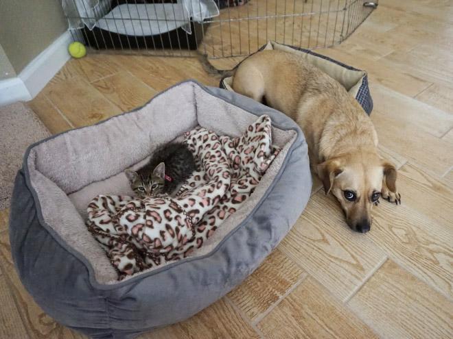 16 Hilarious Photos Of Dogs Who Got Kicked Out Of Their Bed By Cats