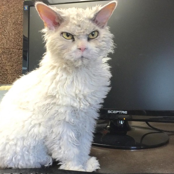 Meet Pompous Albert, The Office Cat Who Looks Always Pissed Off