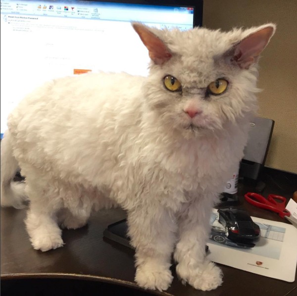 Meet Pompous Albert, The Office Cat Who Looks Always Pissed Off